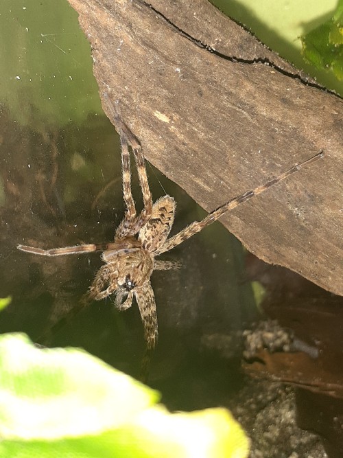 Bug Photo Dump