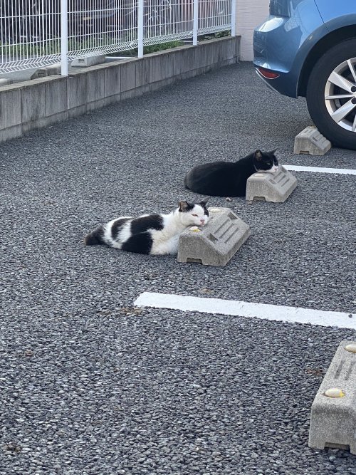conveniitekuru:  動物の館🐾さんはTwitterを使っています 「近所にいた猫 https://t.co/Hmtj1cWEDK」 / Twitter