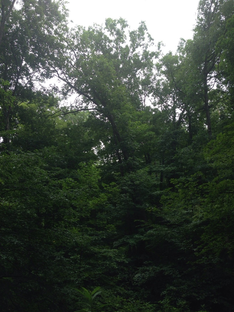 I miss green!