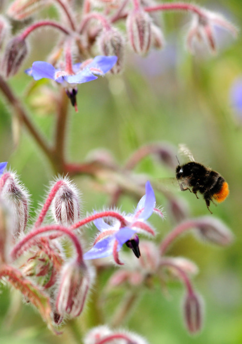 Flowers help increase bumblebee families survival New research led by the UK’s Centre for Ecology &a