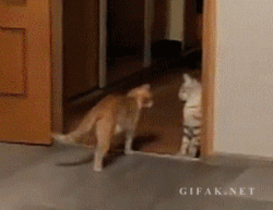 Cat fail for Monday May 13, 2019