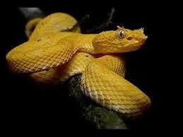 Our Spooky World: Ilha De Queimada Grande (AKA Snake Island)To anyone unlucky enough to stumble upon