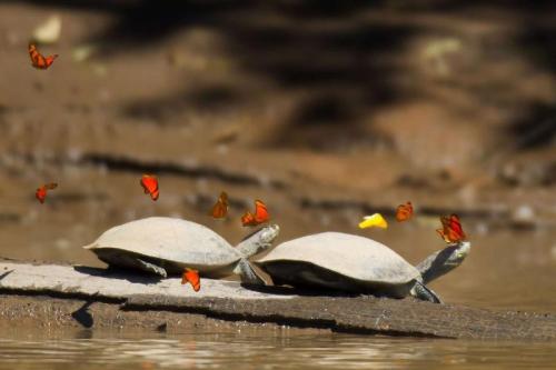 nubbsgalore: photos by jeff cremer of orange julia and sulfur yellow butterflies drinking the salty