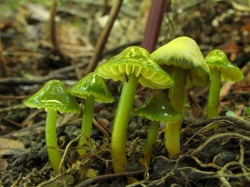 rhamphotheca:  la-mer-qu-voit-danser:  Parrot Waxcap (Hygrocybe psittacina) - native to grassy habitats of Northern Europe, fruiting bodies occur in late summer to mid autumn. 