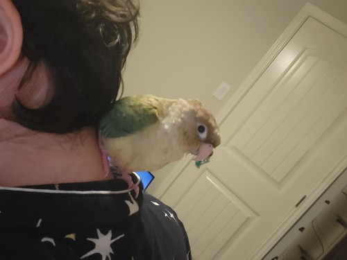 Saw Someone Send Their Pet Parrot And Thought I'd Chip In, This Is My First Ask On Tumblr So Hoping I'm