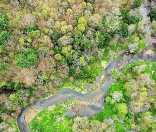 #fish #fishing #flyfishing #dryfly #explore #pawilds #wildtrout #browntrout #troutfishing #pennsylva