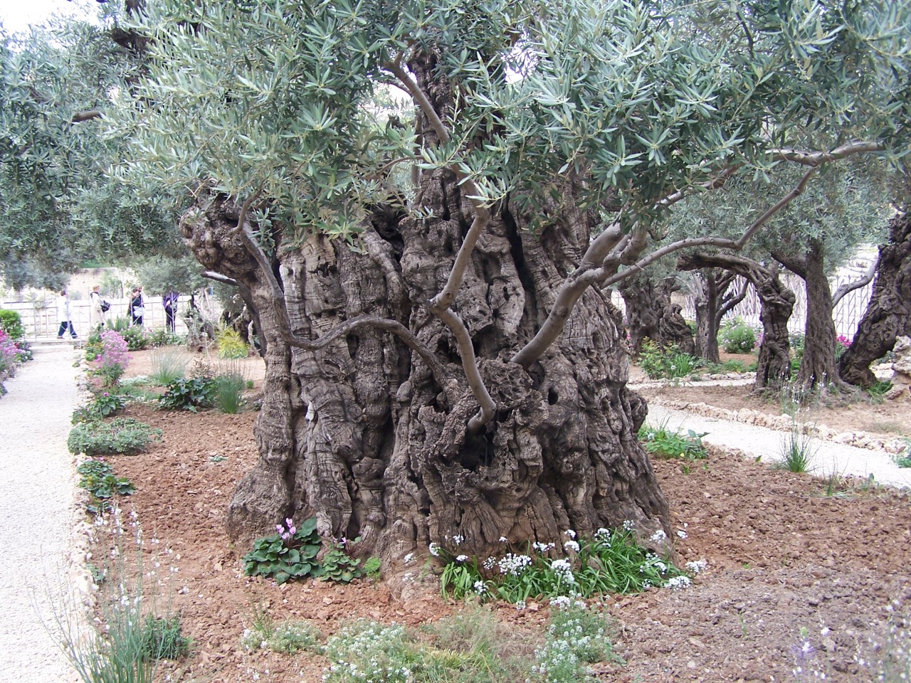 eglantinebr:  sixpenceee:  This ancient olive tree is located on the Greek island