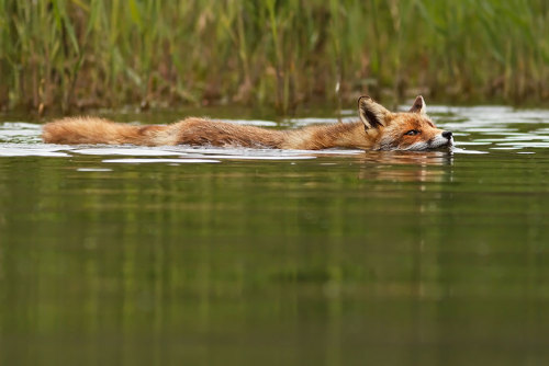 Roeselien Raimond