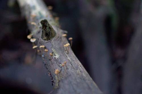 Tosohatchee Fungi 