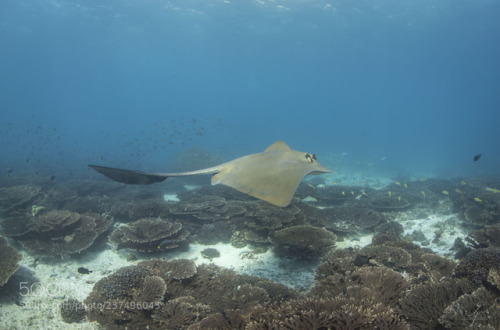 socialfoto:Sting Ray  by nthgeorgiou