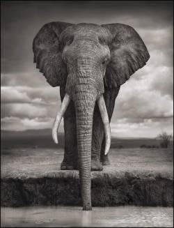 timelightbox:  PHOTO: NICK BRANDT, COURTESY OF EDWYNN HOUK GALLERY, NEW YORK These Photographers Launched Their Own Foundations to Create Change “I have a moral obligation to do everything I can to help others.”