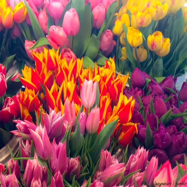 lazynature:  went to the market this weekend &amp; the flowers were so pretty!