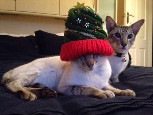 (via Merry Christmas from Gino and Lilly - GuardianWitness)