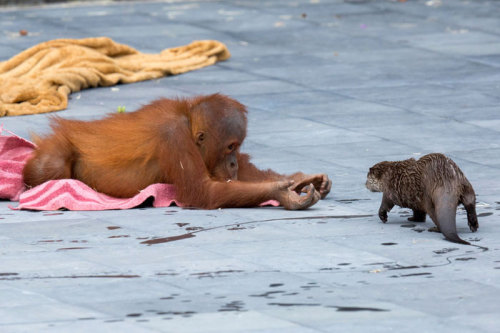 friendly-neighborhood-patriarch:Why do adult Orangutans always look like benevolent forest sages@fri