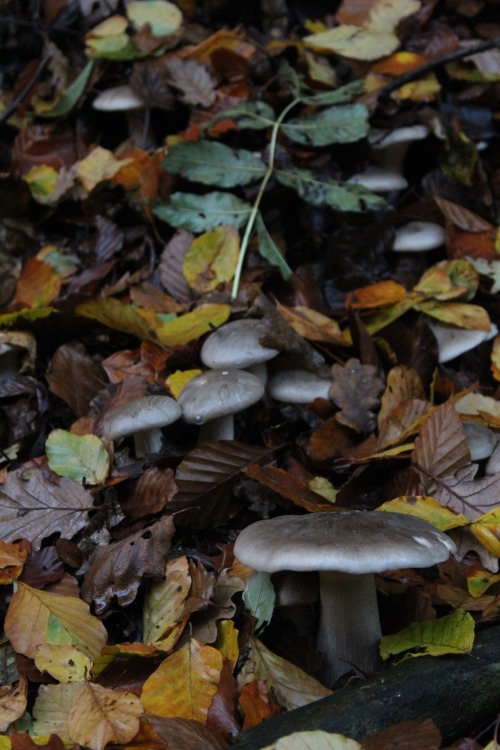 nicchessa:Autumn Mushrooms