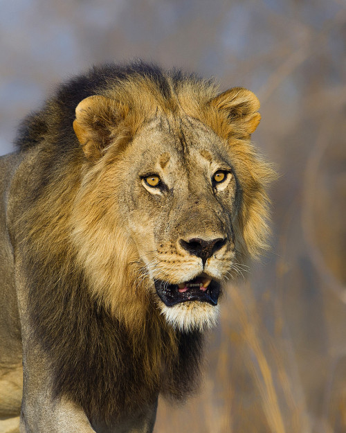 Porn photo llbwwb:  (via 500px / Luangwa pride male.