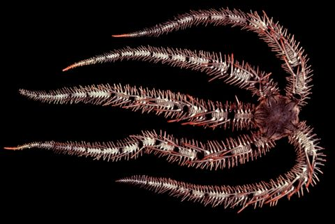 XXX Brittle stars may 'see' with their skin photo