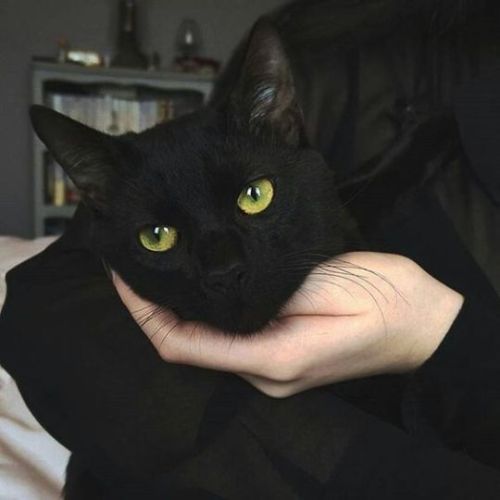 animals-addiction: Black cats are the most beautiful animal They really are!