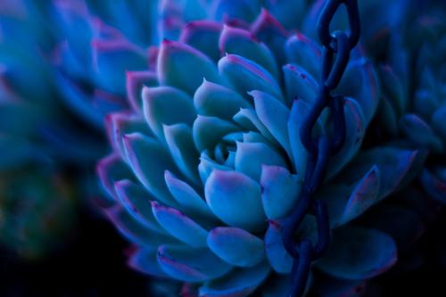 [5184 × 3456] [OC] A Pale Succulent Plant in the Evening