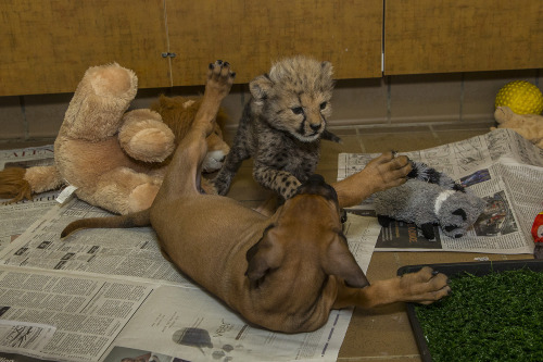 sdzsafaripark:Cheetah cub (Ruuxa) and ridgeback puppy (Raina) are bonding well at the Animal Care 