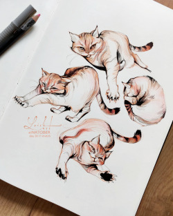 loish:  inktober sketches featuring my kitty. sadly she passed away shortly after these drawings were made. her health declined rapidly in a really short time span and soon she wasn’t eating at all. I’m so sad she’s gone, she was the most amazing