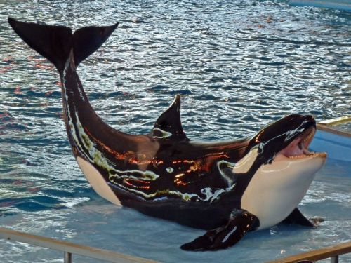 Gender: MalePod: N/APlace of Capture: Born at SeaWorld of FloridaDate of Capture: Born on June 22, 1