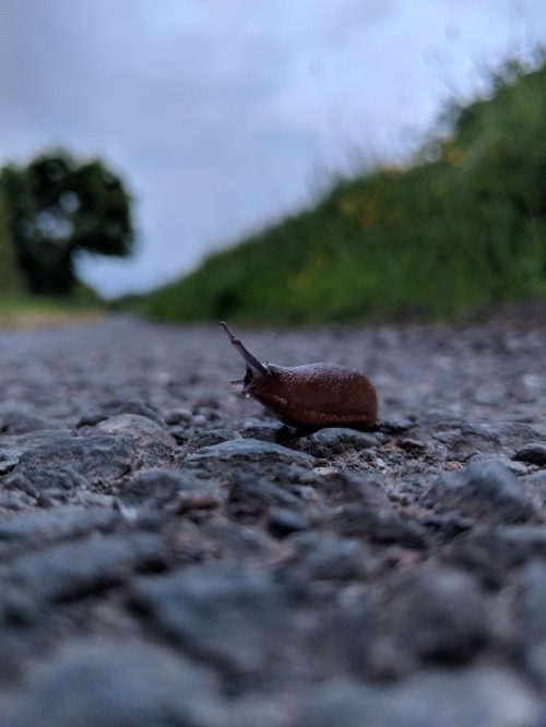 larchstar:Little friends from faraway places. A mystery slug, an elephant hawk moth, an earth worm, 