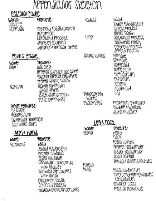 Appendicular Skeleton and Features