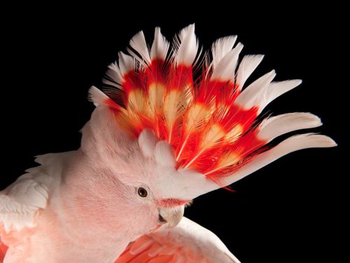 pink cockatoo - china - sartore