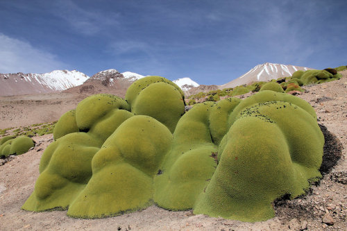 Yareta or llareta is a flowering plant in the family Apiaceae native to South America.