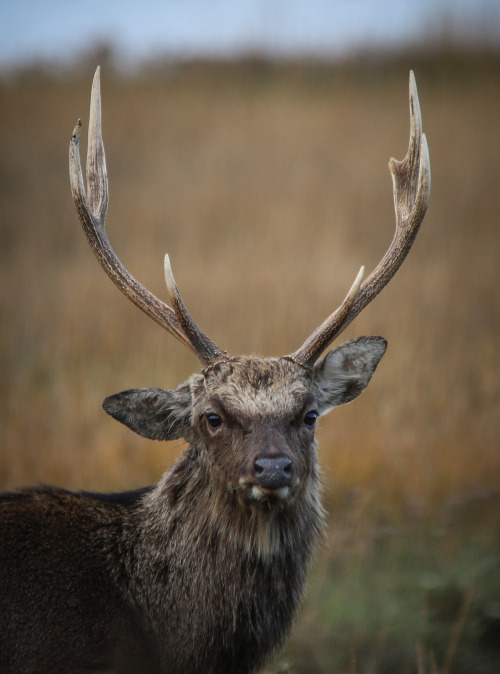 wild-diary:  Sika Deer | Chris Parker 