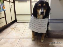 dogshaming:  Pumpkin Spice Col-latte  My dog, Josie, skillfully reached up onto the counter and pulled down the lovely pumpkin spice bundt cake I had spent two hours the night before preparing for some friends of mine, and ate the entire thing - all while