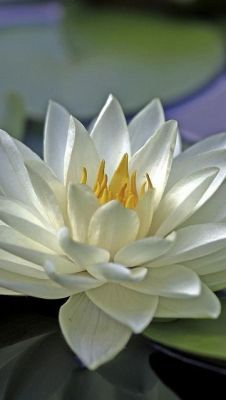 flowersgardenlove:  ^Water lily Beautifu Beautiful gorgeous pretty flowers 