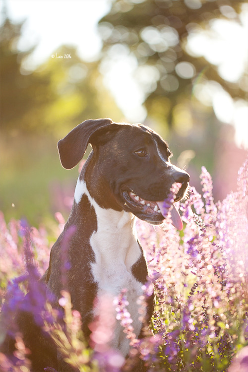 lainphotography: Boxermix Raja, 5 months old.