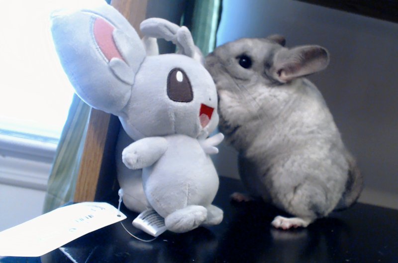 kittje:  chinchilla meets chinchilla 