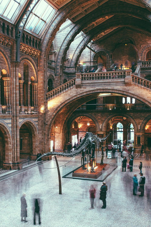 peripateticthinker:
“ plasmatics-life:
“ Natural History Museum ~ By Michael De Battista
” ”