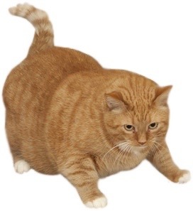 pisschugger:  kitfisto:  kitfisto:  mutuals come here for a sec         now fight   