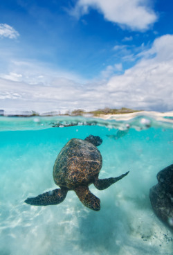 skyfir3:  thelovelyseas:   Over under image of turtles swimming at Kua Bay on the Kona side of the Big Island of Hawaii by Flux Photography 