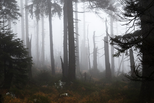90377:Misty mystic forest by Olli Henze Facebook | Website | Posterlounge | Instagram | 500px