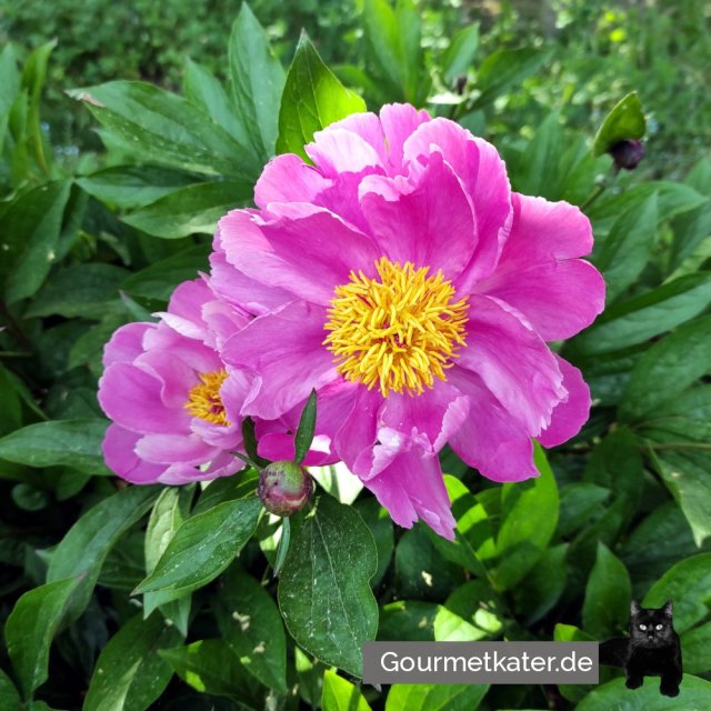 Blüte Pfingstrose im Garten