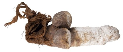 grandegyptianmuseum:Mummified phallus wrapped with linen, with details of the male anatomy including