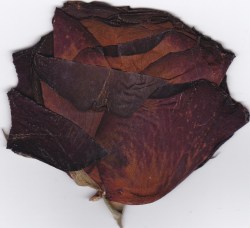 honeyplasma:  death rose from my herbárium
