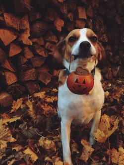 l0ve-runs0ut:  Happy Halloween from Lucy!!! 