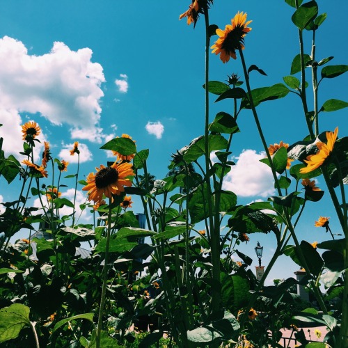 studypetals:  5.26.16+11:15am // disney world has some gorgeous flowers..