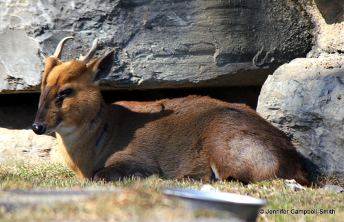 One of my favorite skulls in my collection, this is a Reeves’ muntjac (Muntiacus reevesi).  I 