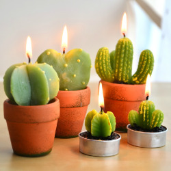 littlealienproducts:“THE CACTUS FAMILY” BIG CANDLE // ฟ