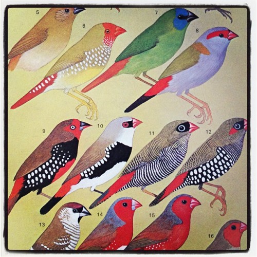 Plate from a 1970s guide to Australian birds