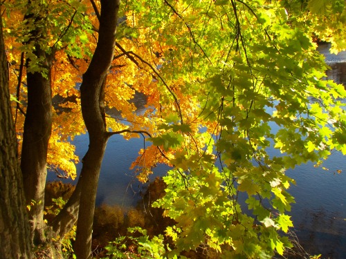 The light through the leaves along the river was like liquid gold and liquid emerald. Norway maple, 
