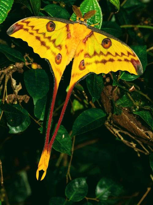 blondebrainpower:The comet moth or Madagascan moon moth (Argema mittrei) is a moth native to the rain forests of Madagascar. The species was first described by Félix Édouard Guérin-Méneville in 1847. The male has a wingspan of 20 cm (7.9 inches)