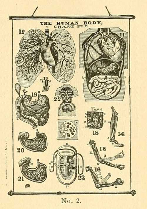 nemfrog:Anatomy poster, catalogue illustration. Catalogue of games, sectional pictures, toys, puzzle